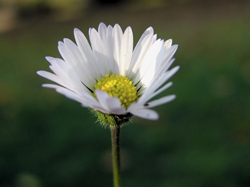 White Yellow flower